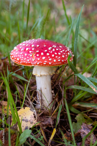 Inedible, poisonous mushroom is a red fly agaric. Beautiful forest background with a red mushroom close-up. 