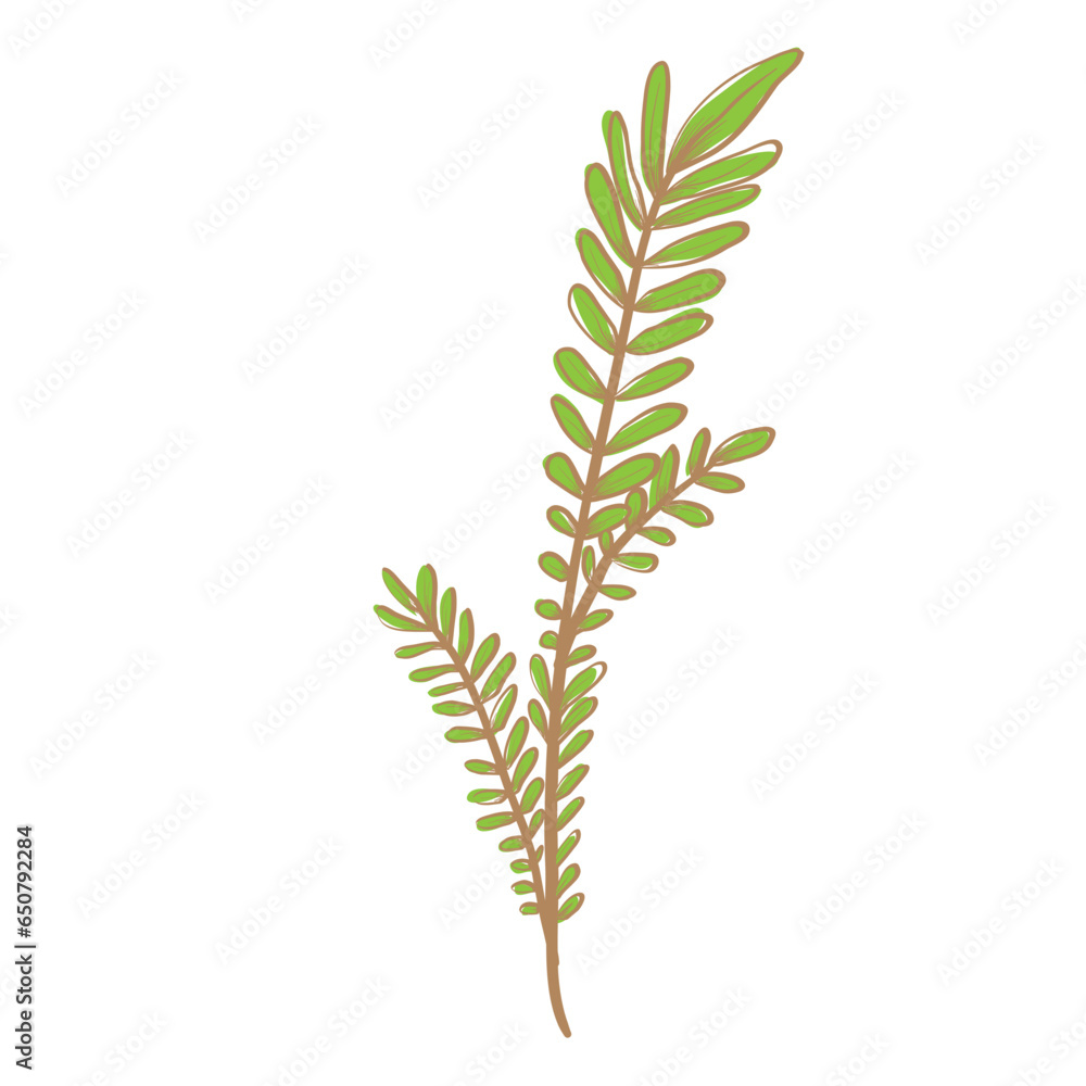 wheat isolated on white wheat isolated on white