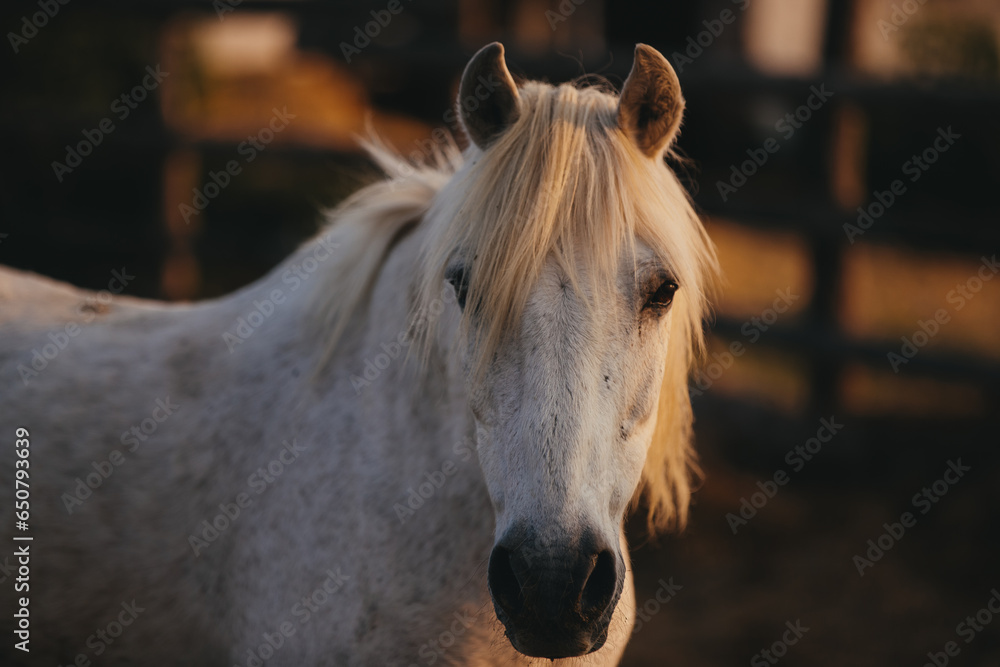 Obraz premium Close-up portrait of a working horse at sunset.