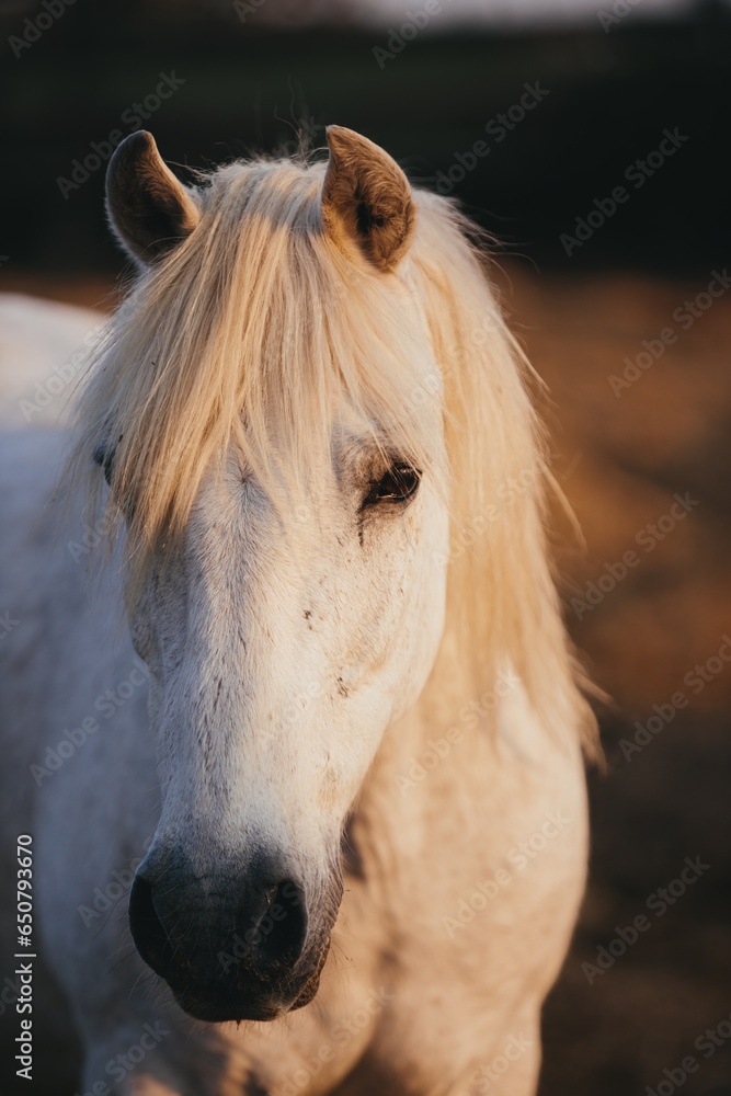 Fototapeta premium Close-up portrait of a working horse at sunset.