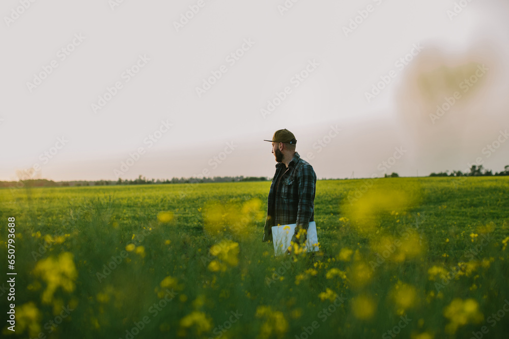 An agronomist inspects rapeseed crops growing on a farm. The concept of agricultural production. A farmer with a laptop in a rapeseed field at sunset.