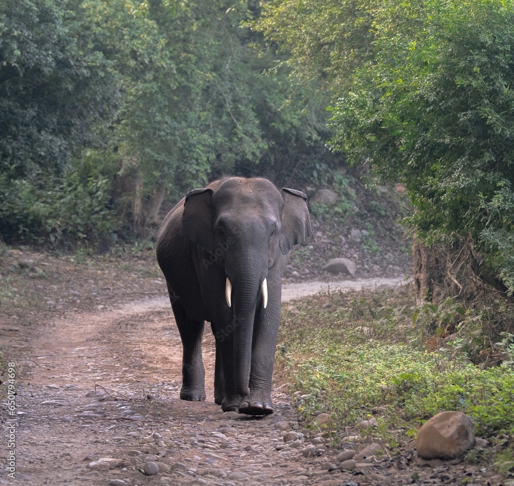 Obraz premium Elepahnt Photographed At Corbett National Park