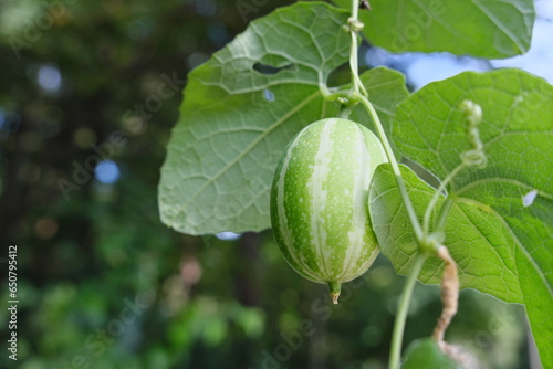 津久井湖城山のカラスウリ　Crow's-ear cucumber at Tsukui-ko Shiroyama photo