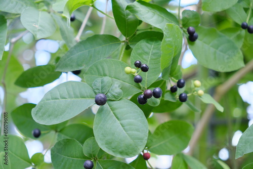 たぶんヤブガラシ　probably bushkiller (species of herbaceous plant, Cayratia japonica) photo