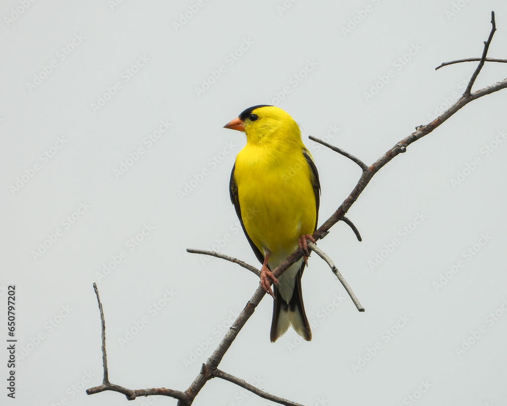 American Goldfinch (Spinus tristis) North American Backyard Bird American Goldfinch (Spinus tristis) North American Backyard Bird