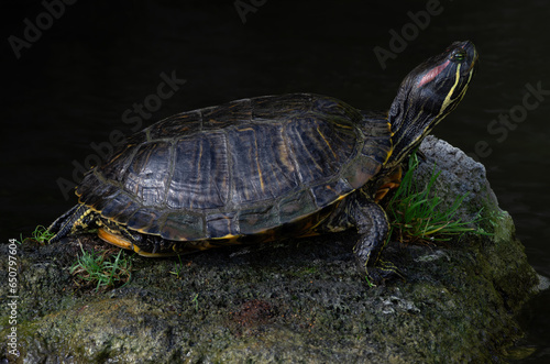 Pond slider turtle, Trachemys scripta, native to the southcentral and southeastern United States and northern Mexico shown standing by a pond. photo
