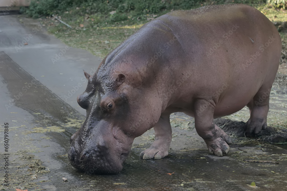 A hippopotamus is walking towards a pond to drink. This mammal with a natural habitat in the Nile River, Africa has the scientific name Hippopotamus amphibius.