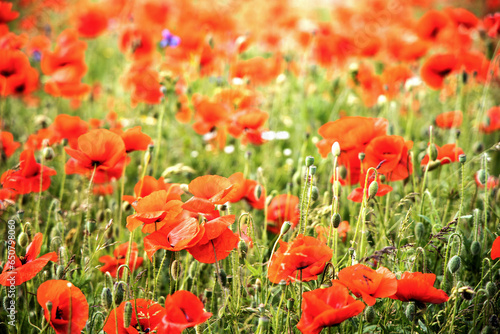 Beautiful green field with red poppy flowers.