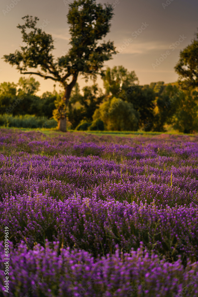 In Italy, the lavender plants, with their delicate purple blossoms, stretch as far as the eye can see, forming a sea of purple waves that ripple gently in the evening breeze. The vibrant purple color 