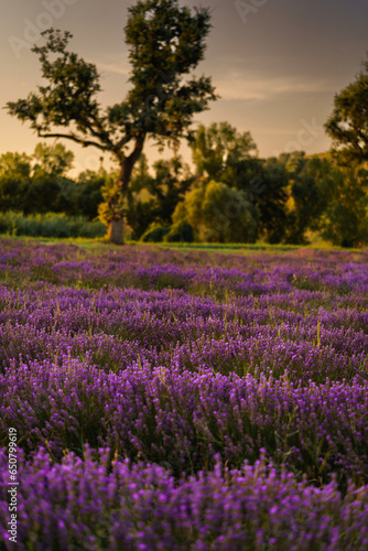 In Italy, the lavender plants, with their delicate purple blossoms, stretch as far as the eye can see, forming a sea of purple waves that ripple gently in the evening breeze. The vibrant purple color 