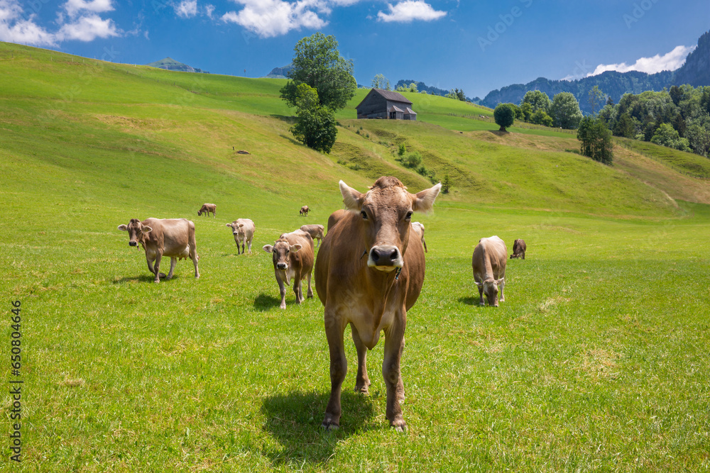 Fototapeta premium Idyllic scene of Swiss cows grazing in Switzerland in summertime
