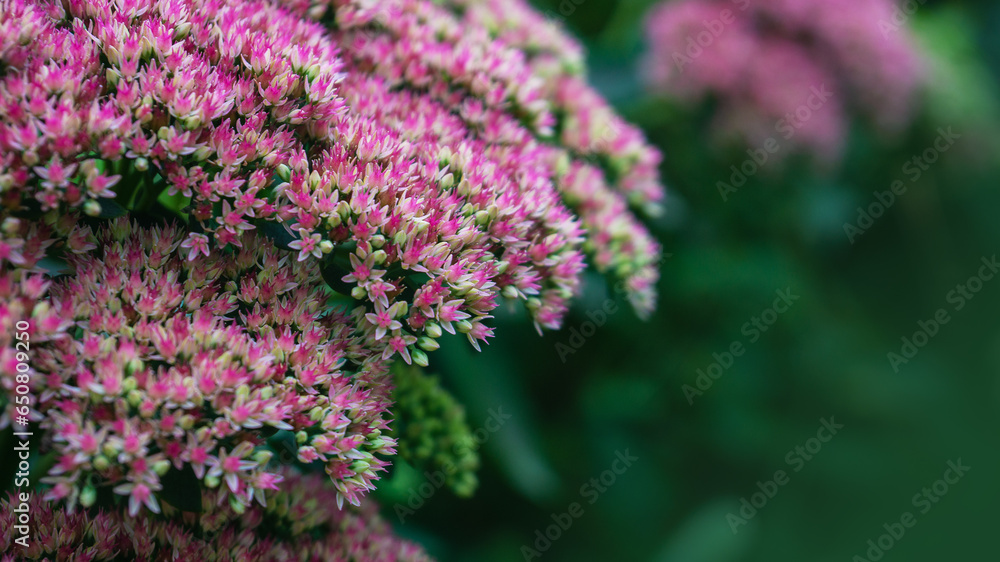 Obraz premium Nature texture background with bunch of little flowers