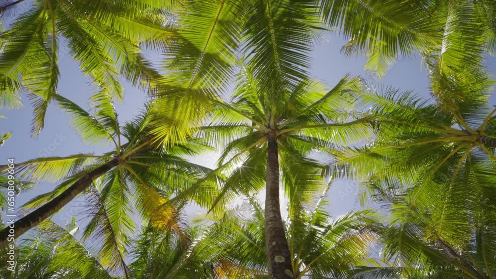 palm trees against blue sky. Low angle view Driving under palm trees.
palm trees against blue sky. Low angle view Driving under palm trees.