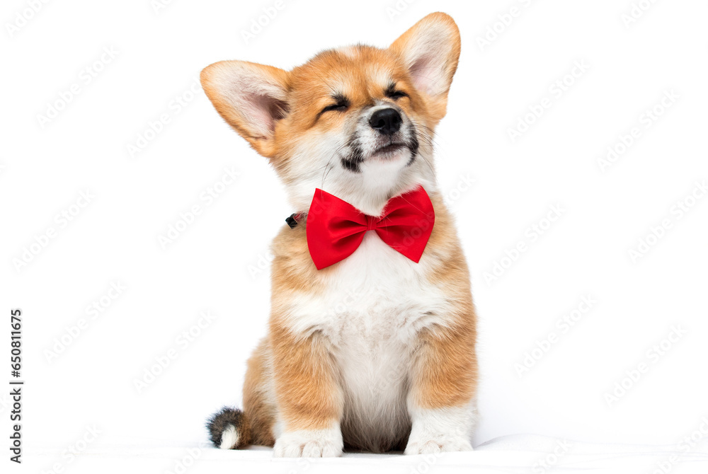 puppy closed eyes on a white background, welsh corgi puppy closed eyes on a white background, welsh corgi