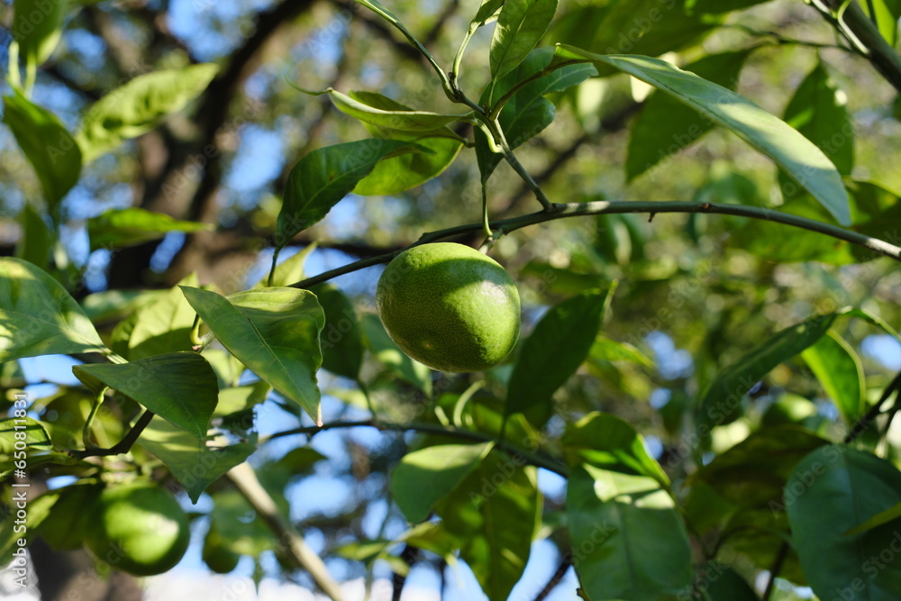 青い温州ミカン　Blue mandarin orange (Citrus unshiu)