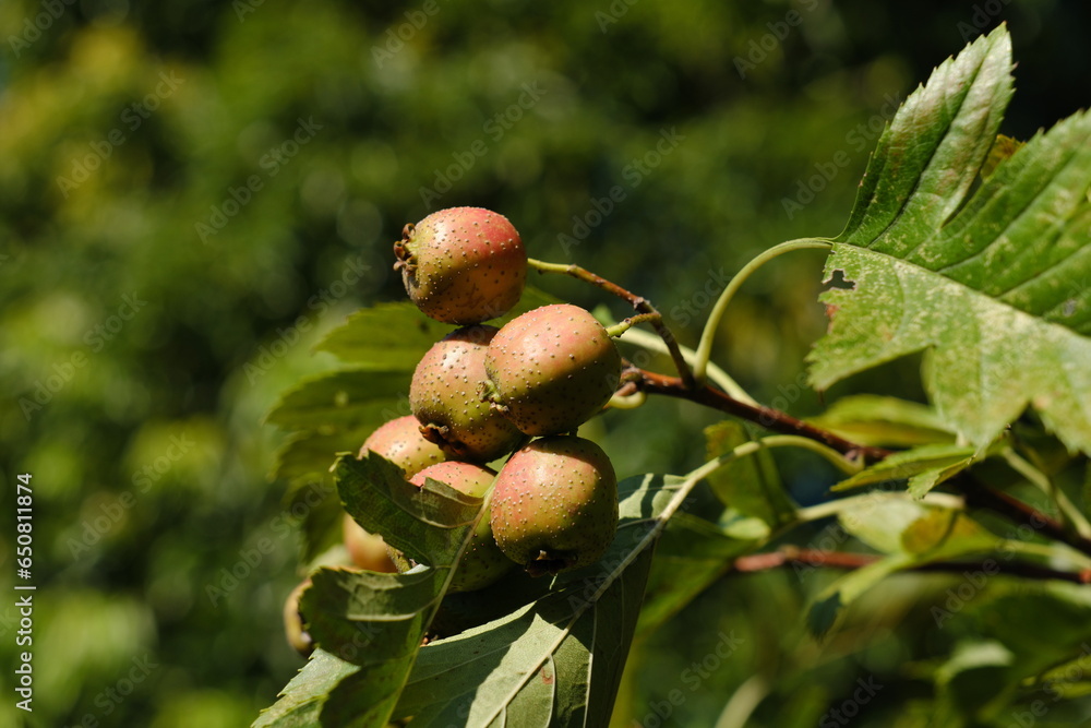 Obraz premium サンザシの実 hawthorn berry