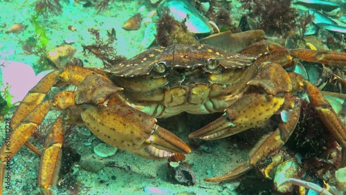 Black Sea, Nutrition of Green crab (Carcinus aestuarii), eating another species of crab, which caught at the bottom photo