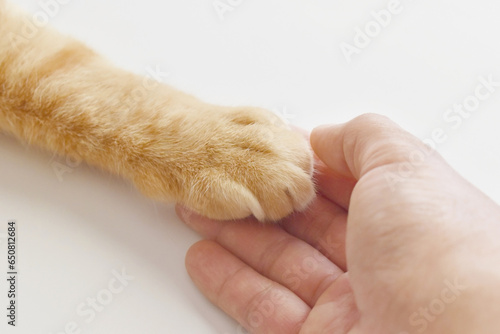 Ginger cat paw on human hand. Selective focus at cat paw. Love between animal and human concept. 