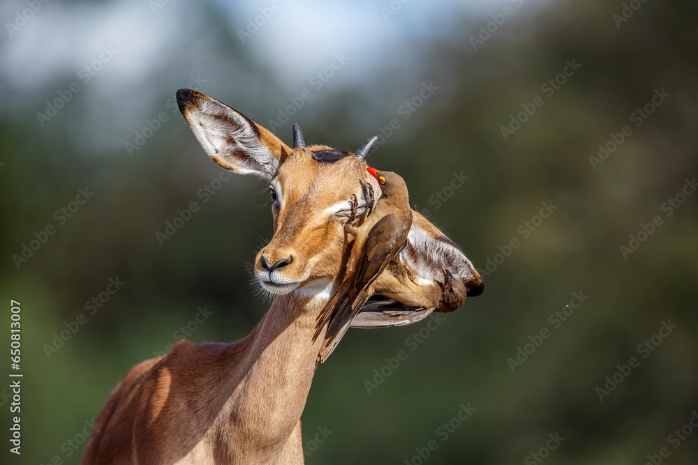 Naklejka premium Common Impala portrait with Red billed Oxpecker in Kruger National park, South Africa ; Specie Aepyceros melampus family of Bovidae and Specie Buphagus erythrorhynchus family of Buphagidae