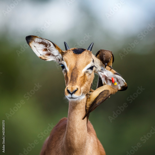 Konstfotografi Common Impala portrait with Red billed Oxpecker in Kruger National park, South A