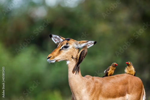 Photography Three Red billed Oxpecker grooming common impala in Kruger National park, South