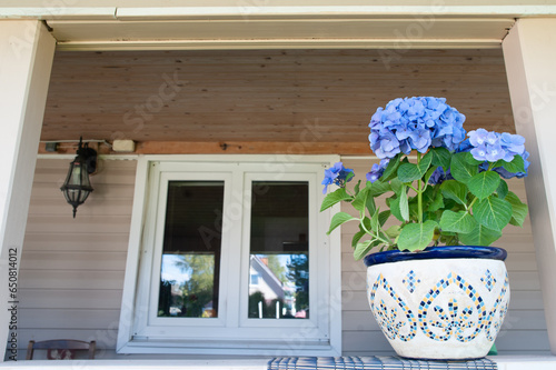 Blue hydrangea flower on the terrace, space for text