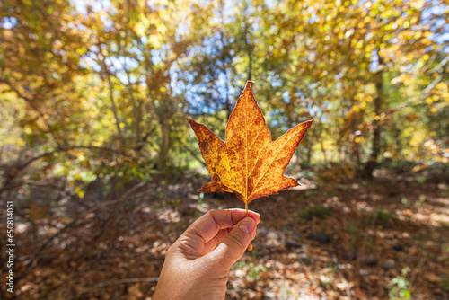 autumn leaves in the hands