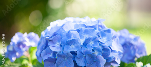 Blue hydrangea macro photo, space for text, banner