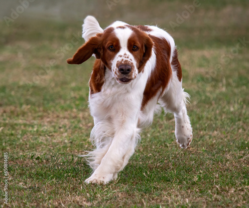 Welsh Springer Spaniel  running towards the camera