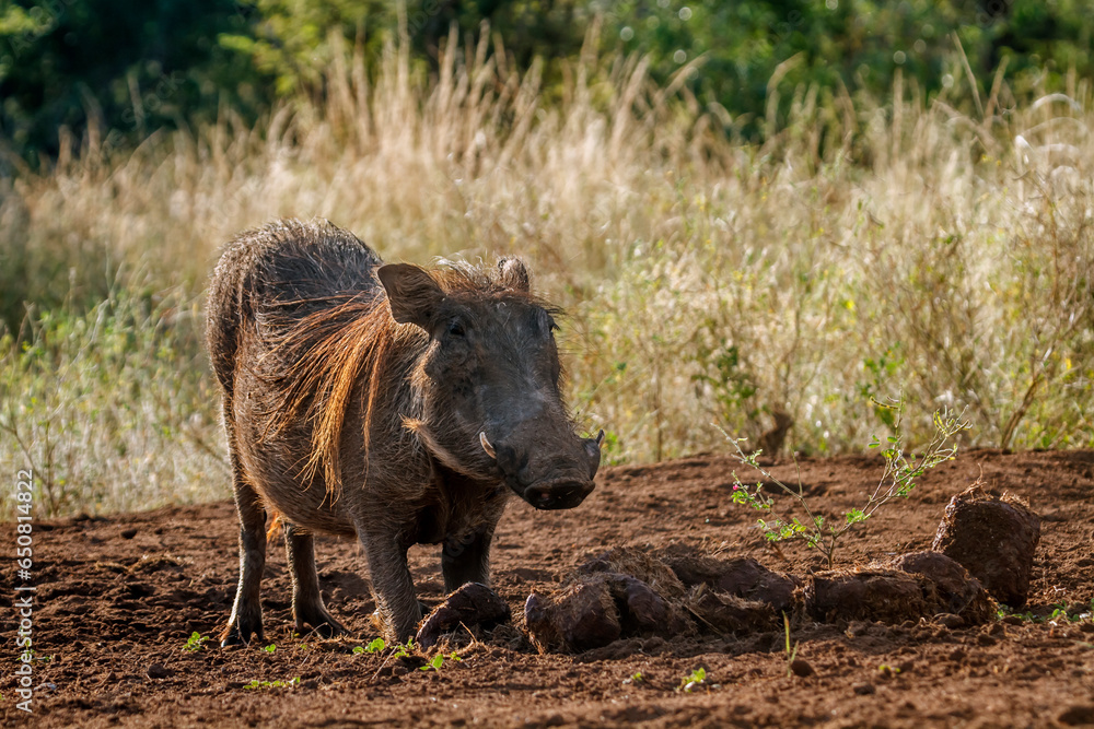 Fototapeta premium Common warthog grooming in elephant dung in Kruger National park, South Africa ; Specie Phacochoerus africanus family of Suidae