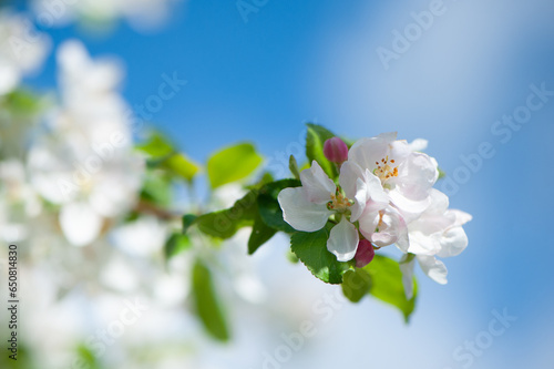 Branches of blossoming apple tree macro with soft focus on gentle light blue sky. Beautiful floral image of spring nature.