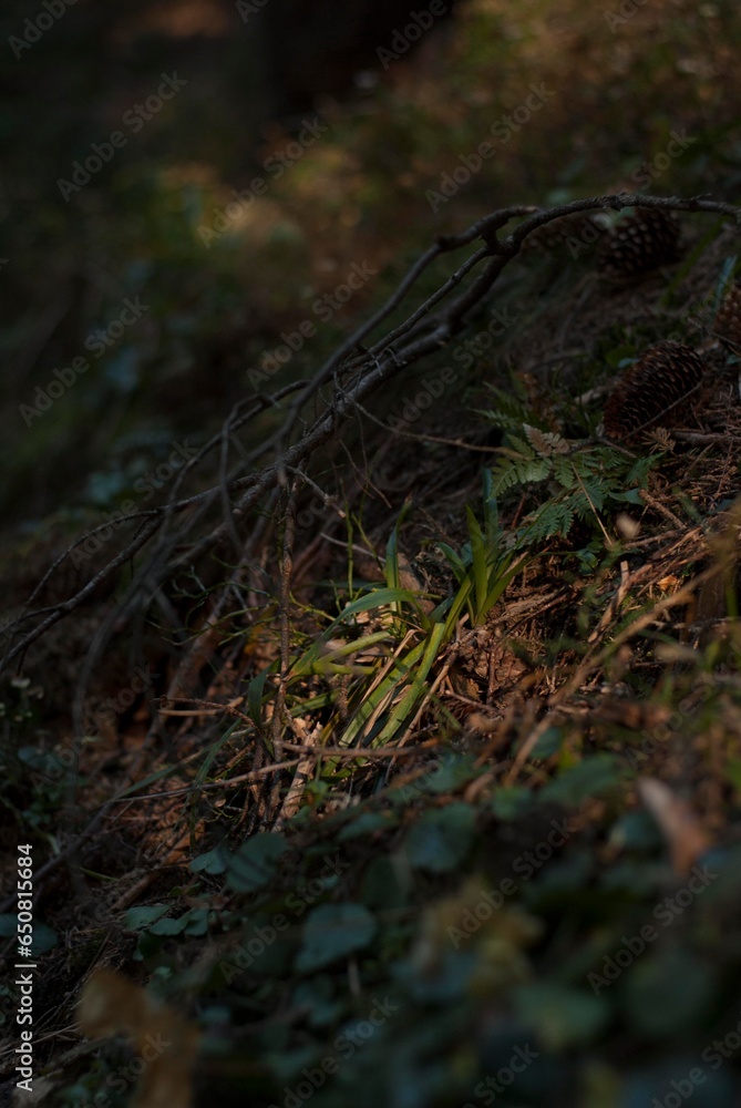 View of fir trees in forest in autumn in the ight of sun in mountains