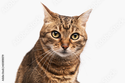 Mixed breed tabby cat isolated on white background.