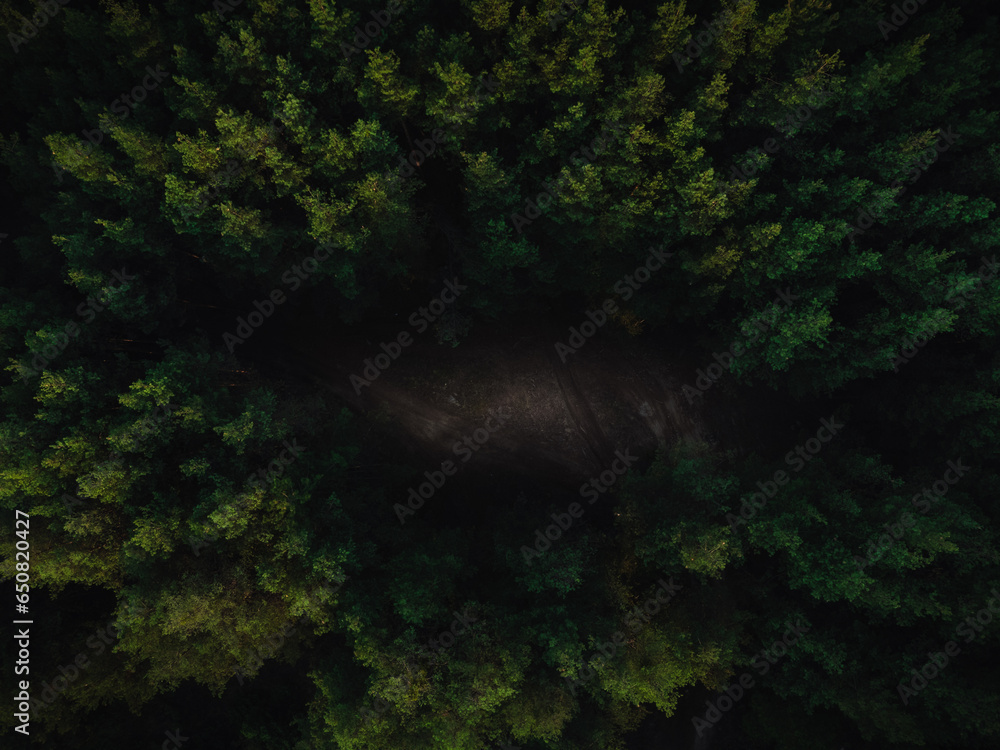 Dark pine forest with a scary dirt road between the trees.