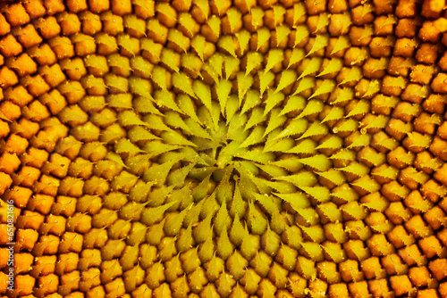 Abstract macro view of pointy seed teeth of yellow sunflower center