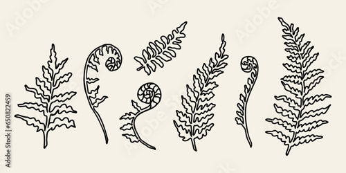 Line art fern branch illustration