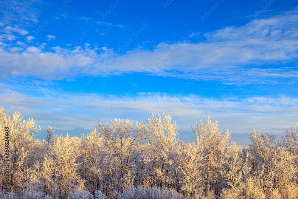 Cottonwood Trees and Hoar Frost