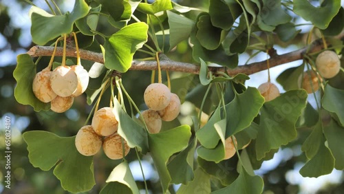 Ginkgo branch with leaves and fruits. Gingo (Ginkgoaceae) is an ancient plant that arose hundreds of millions of years ago. Contemporary of dinosaurs. This is a medicinal and ornamental plant. photo