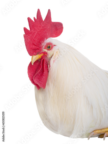 white rooster portrait isolated on a white background