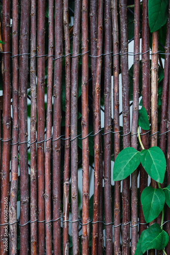 Vertical fence background with bamboo canes and green leaves. Vertical reeds texture background pattern.
