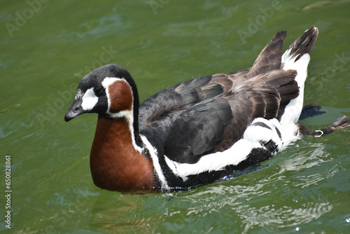 Beautiful Swimming Baikal Teal in a Green pond photo