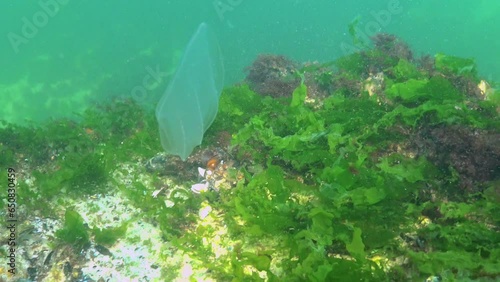 Ctenophores, predatory comb jellyfish invader to the Black Sea, jellyfish Beroe ovate, devouring Mnemiopsis leidy photo