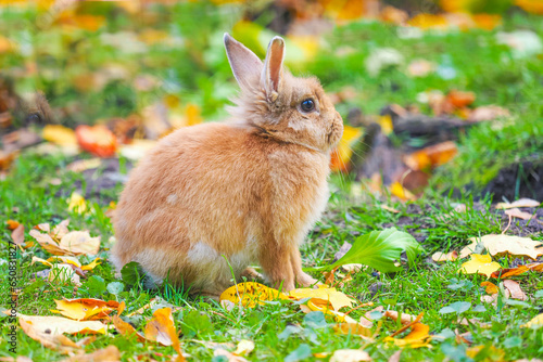 Red little rabbit on an autumn meadow in the forest