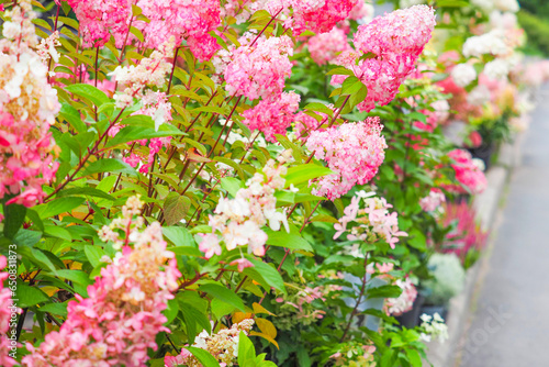 Shrub of hydrangea paniculata. Hydrangea paniculata Rouge Diamand in garden. Seasonal change in color of flowers from white to red