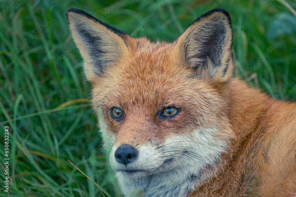 Fototapeta premium Entspannter Berliner Großstadtfuchs