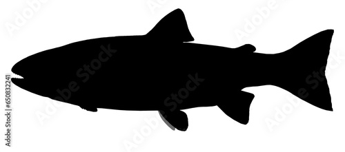 Canvas Print Big stencil-plate rainbow trout
