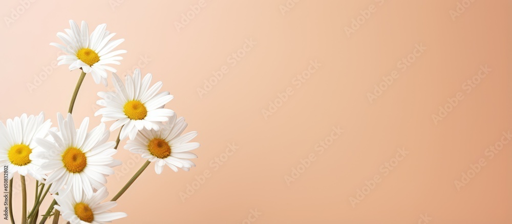 Fototapeta premium Chamomile daisy on peach background Minimalist floral concept Creative still life summer background