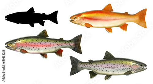 Set albino amber lake trout. Rainbow trout fish side view illustration isolate realistic on white background silhouette.