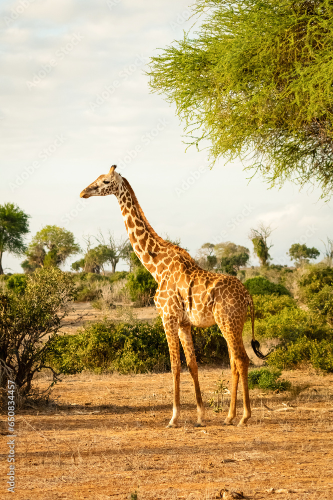 Giraffe in Kenia stehend in der Landschaft Giraffe in Kenia stehend in der Landschaft