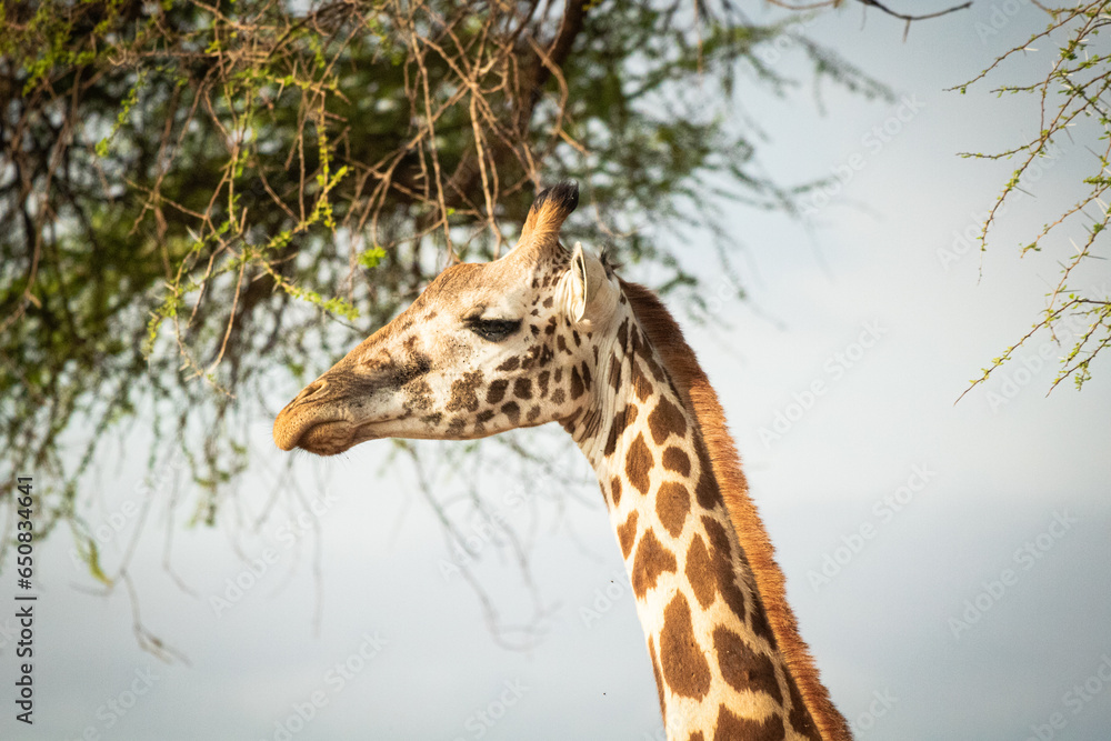 Obraz premium Nahaufnahme eines Giraffen Gesichts in Kenia